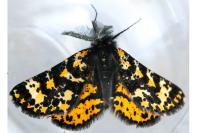 Eurranthis plummistaria