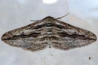 Ecleora solieraria