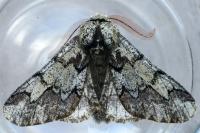 Biston strataria