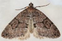 Thera britannica/variata