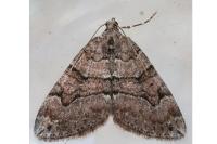 Thera britannica/variata