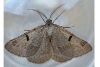 Itame vincularia