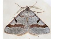 Itame vincularia