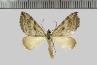 Aplocera efformata