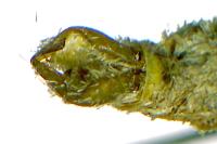Aplocera efformata