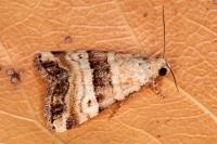 Pseudozarba bipartita