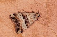 Pseudozarba bipartita