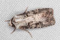 Agrotis catalaunensis