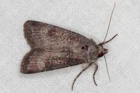 Agrotis trux