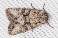 Dryobotodes monochroma