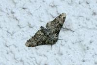 Biston betularia