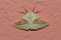 Crocallis elinguaria