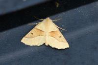 Crocallis elinguaria