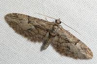 Eupithecia oxycedrata