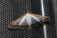 Cydalima perspectalis