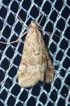 Hellula undalis