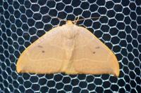 Watsonalla uncinula