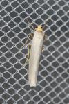 Eilema caniola