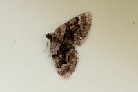 Xanthorhoe quadrifasiata