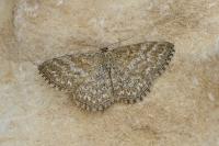 Scopula immorata