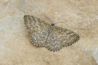 Scopula immorata