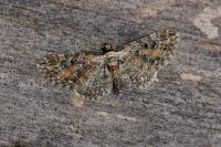 Eupithecia icterata