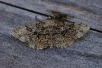 Peribatodes secundaria secundaria