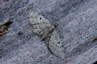 Eupithecia intricata