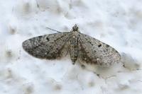 Eupithecia intricata