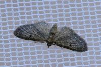 Eupithecia tripunctaria