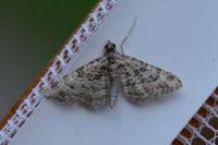 Gymnoscelis rufifasciata