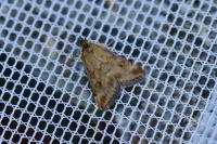 Pyrausta despicata