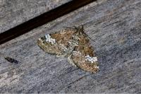 Perizoma alchemillata