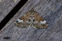 Perizoma alchemillata