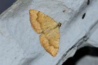 Camptogramma bilineata