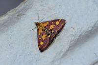 Pyrausta purpuralis