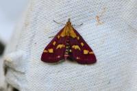 Pyrausta purpuralis