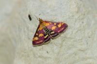 Pyrausta purpuralis