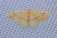 Cyclophora linearia