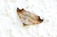 Laspeyria flexula