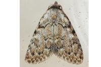 Meganola strigula