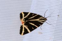 Euplagia quadripunctaria