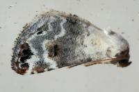 Eublemma scitula