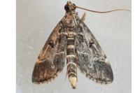 Duponchelia fovealis