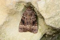 Amphipyra berbera svenssoni