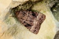Amphipyra berbera svenssoni