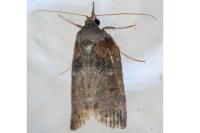 Nycteola columbana