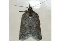 Nycteola columbana