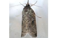 Nycteola