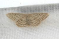 Idaea litigiosaria
